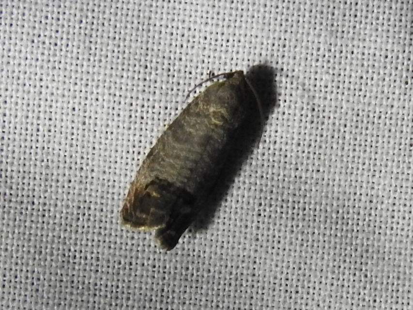 Cydia pomonella - almamoly