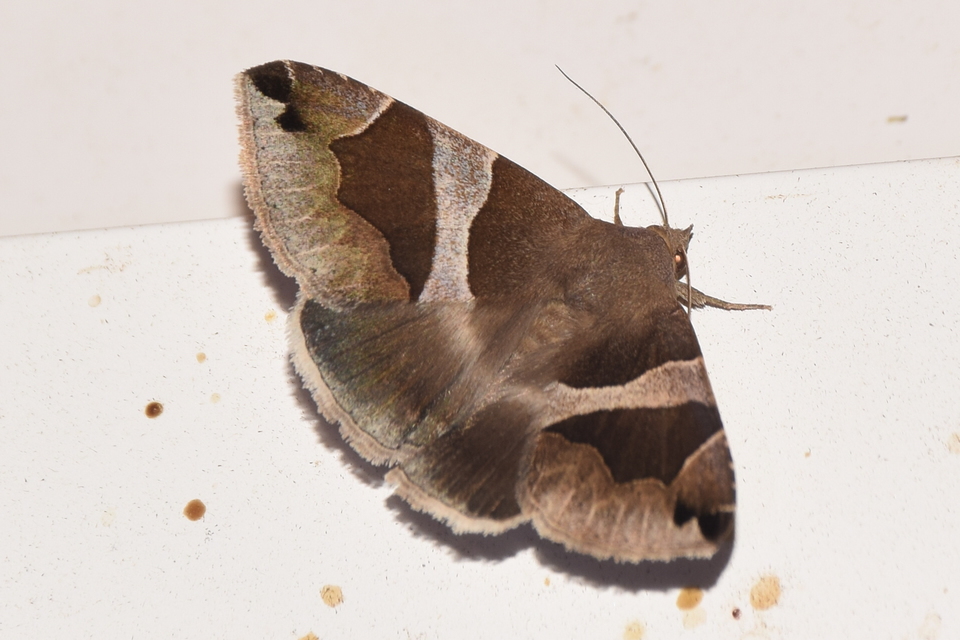 Dysgonia algira - déli porcelánbagoly