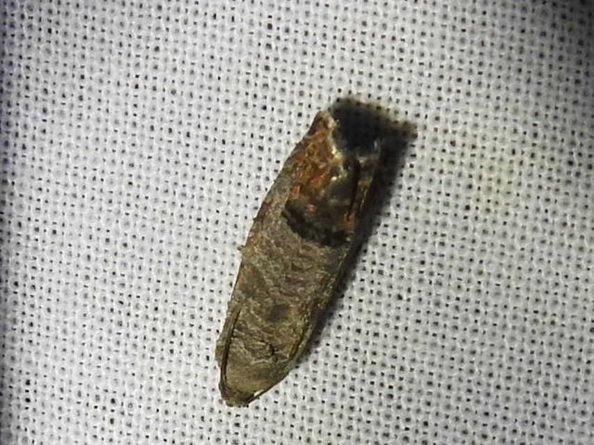 Cydia pomonella - almamoly