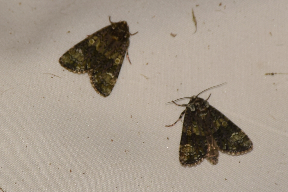 Craniophora ligustri - fagyalbagoly