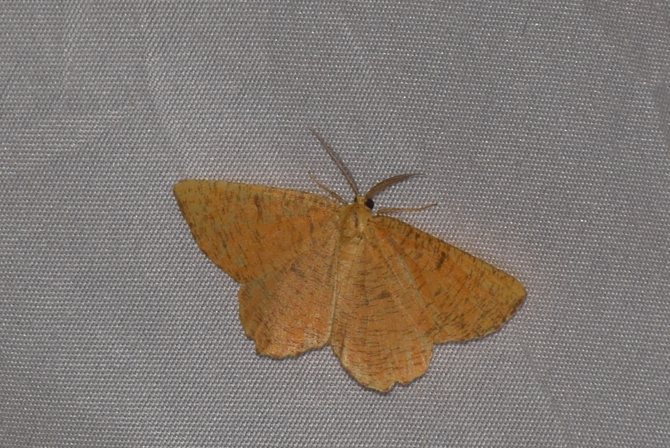 Angerona prunaria - sárga kökényaraszoló