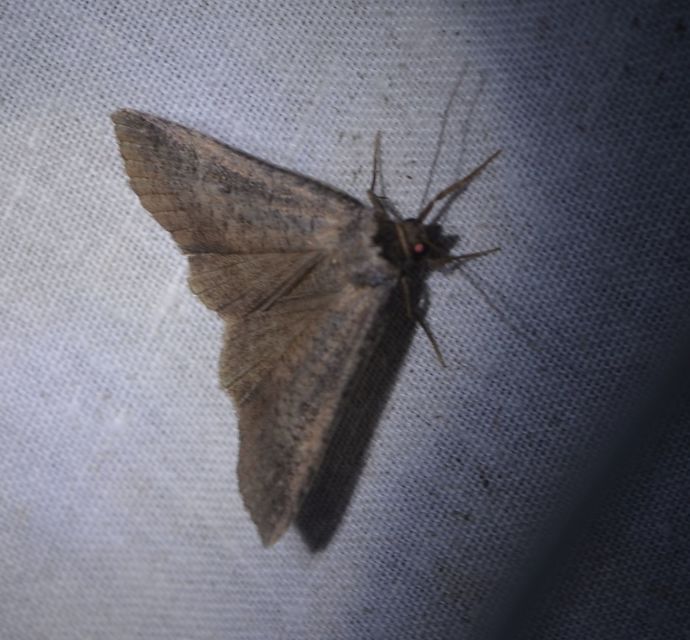 Lygephila procax - fekete csüdfűbagoly