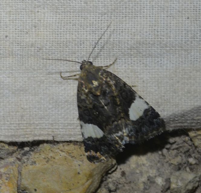 Tyta luctuosa - fekete nappalibagoly