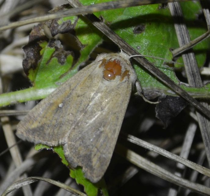 Mythimna albipuncta - fehérpettyes rétibagoly