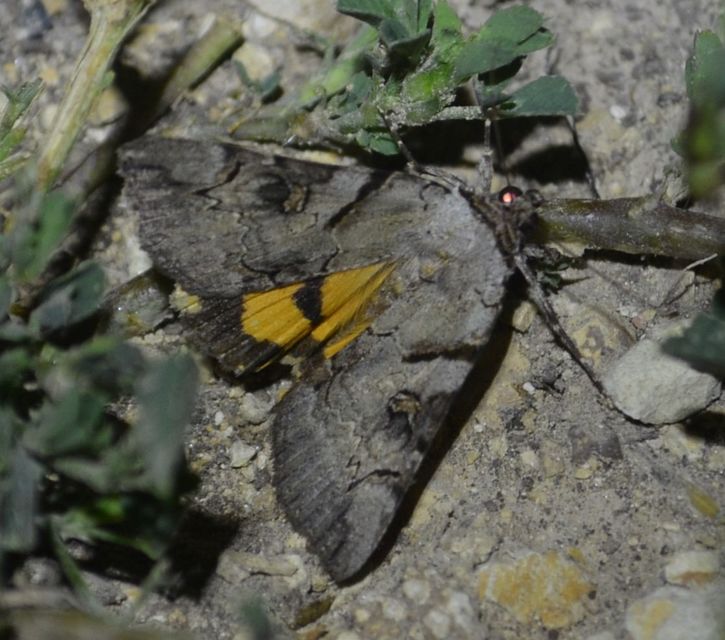 Catocala hymenaea - kökény-övesbagoly