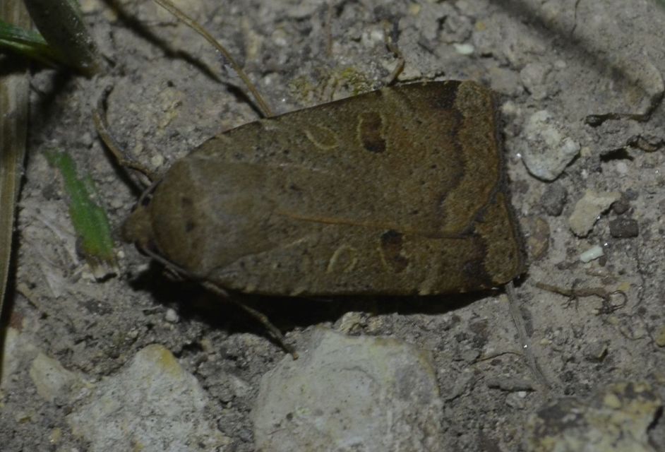 Noctua comes - kis sárgafűbagoly