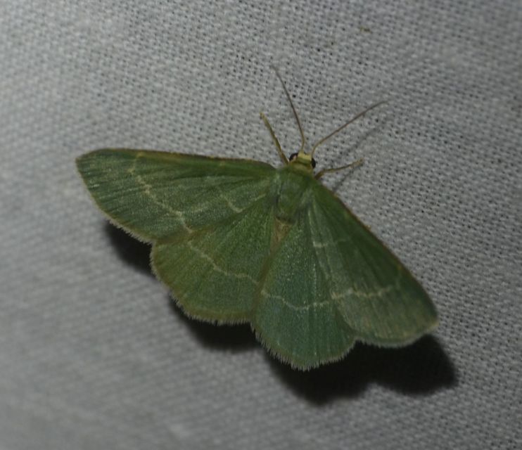 Chlorissa cloraria - sárgászöld araszoló