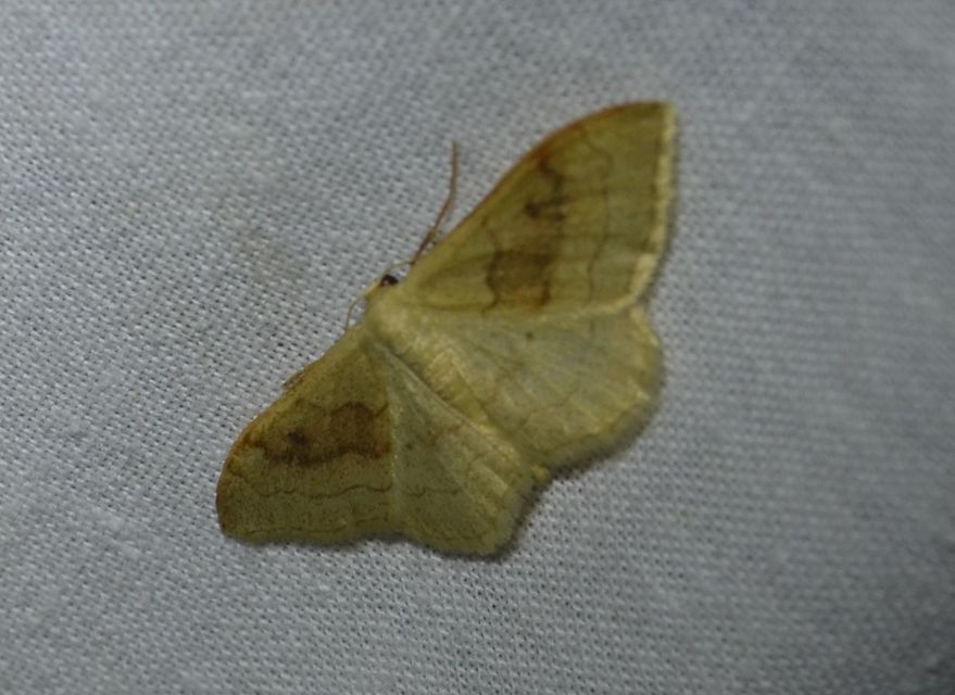 Idaea rubraria - vörössávos araszoló