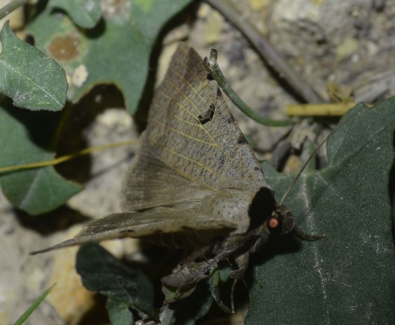 Lygephila craccae - gyakori csüdfűbagoly