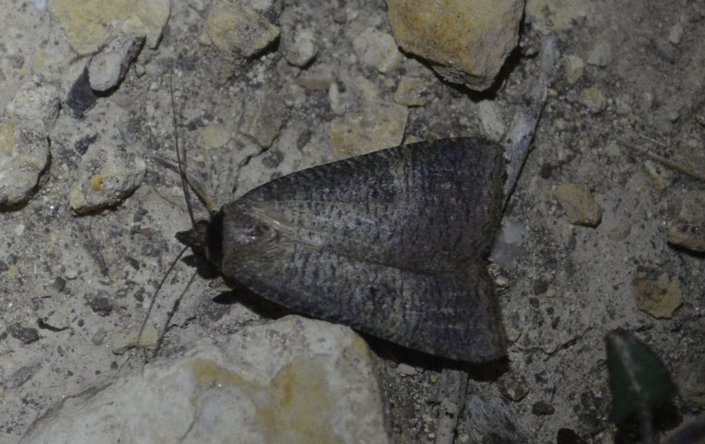 Lygephila procax - fekete csüdfűbagoly
