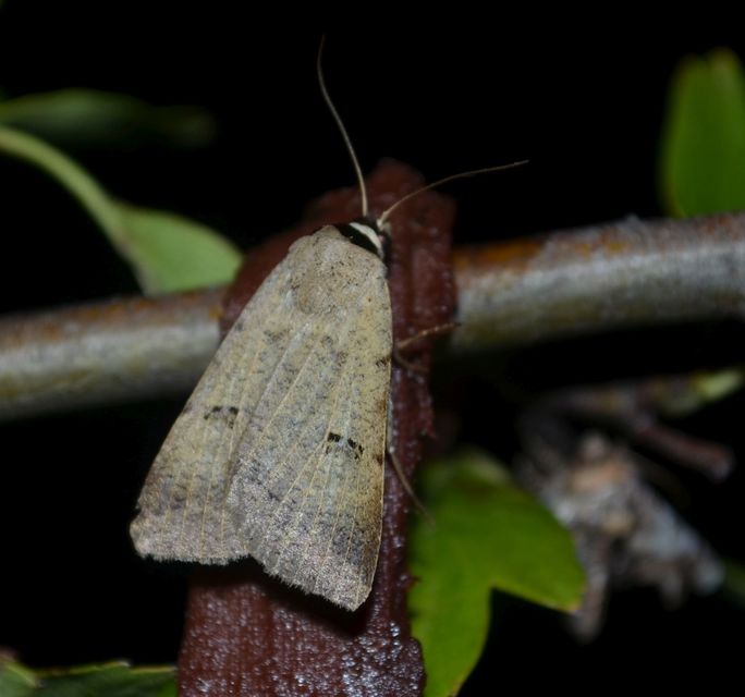 Lygephila craccae - gyakori csüdfűbagoly