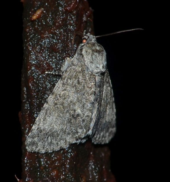 Acronicta megacephala - nagyfejű szigonyosbagoly