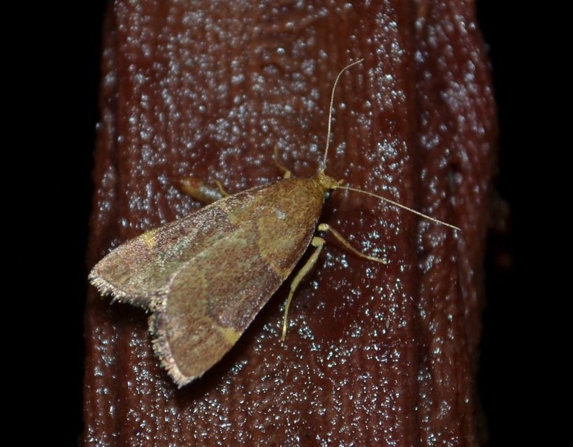 Hypsopygia rubidalis - vörös fényilonca