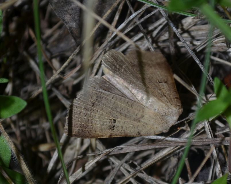 Lygephila craccae - gyakori csüdfűbagoly