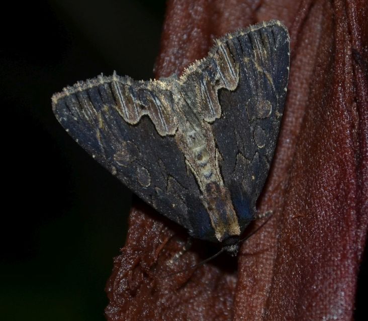 Dypterygia scabriuscula - szurokbarna nyáribagoly
