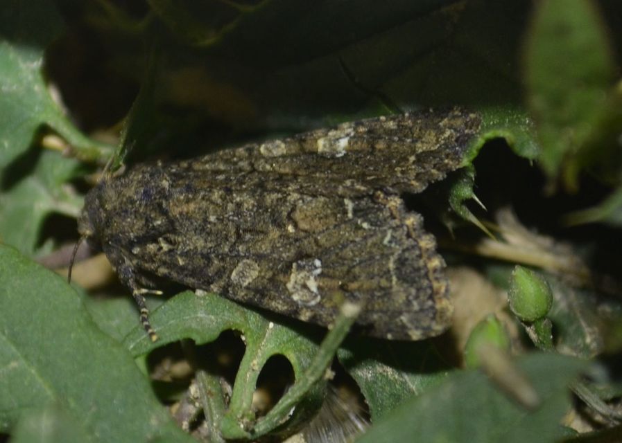 Mamestra brassicae - káposztabagoly