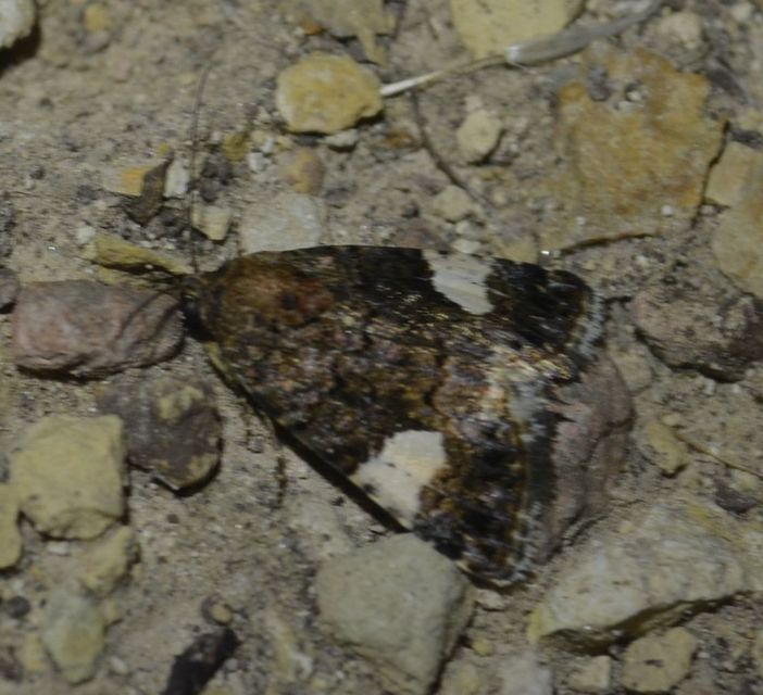 Tyta luctuosa - fekete nappalibagoly