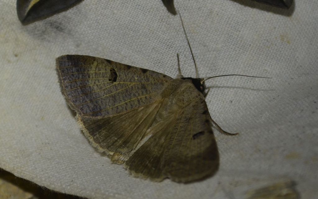 Lygephila craccae - gyakori csüdfűbagoly