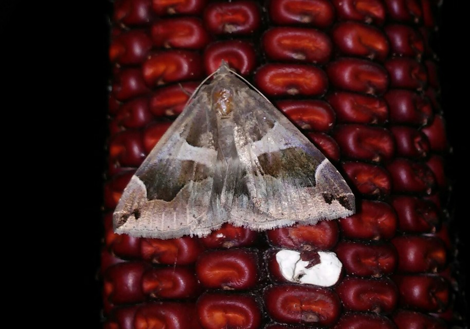 Dysgonia algira - déli porcelánbagoly