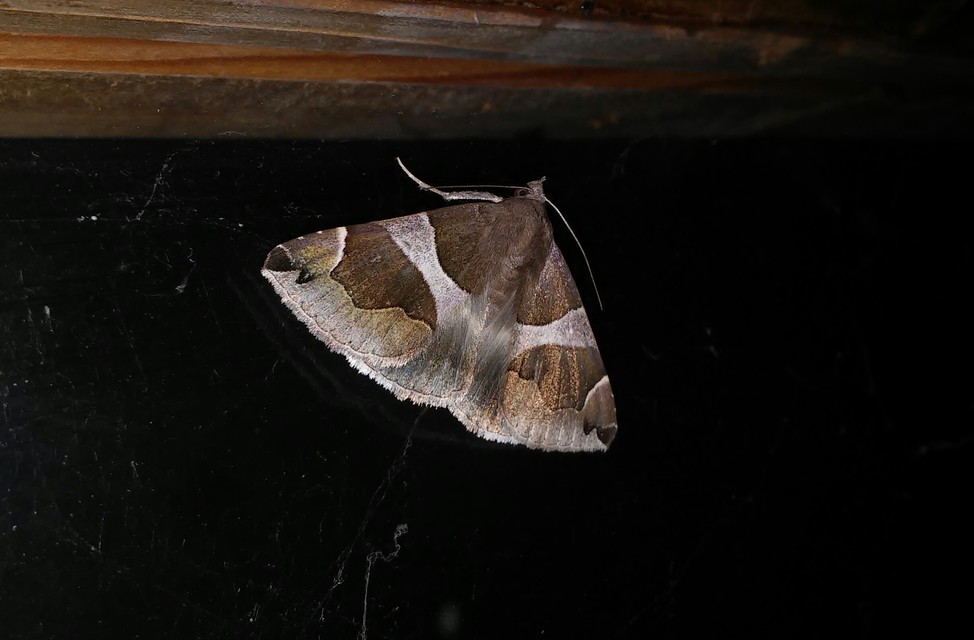 Dysgonia algira - déli porcelánbagoly