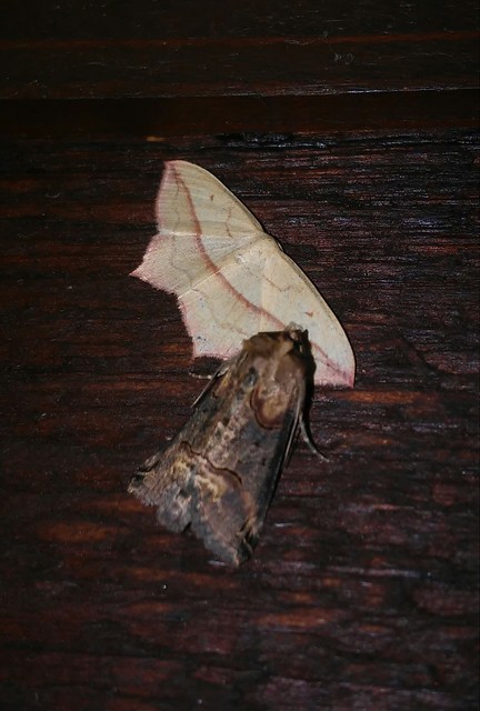 Abrostola triplasia - közönséges csalánbagoly