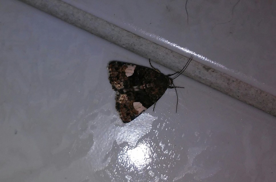 Tyta luctuosa - fekete nappalibagoly