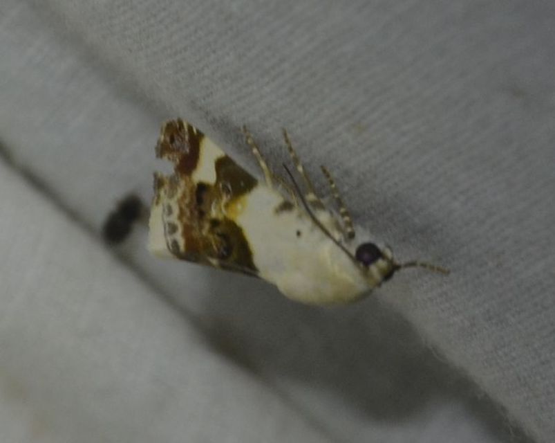 Acontia lucida - fehér nappalibagoly