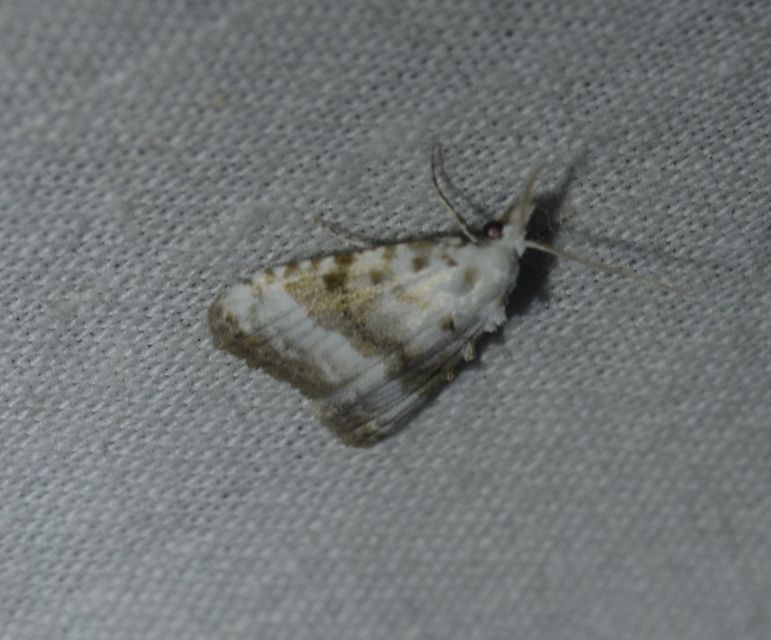 Meganola albula - fehér pamacsosszövő
