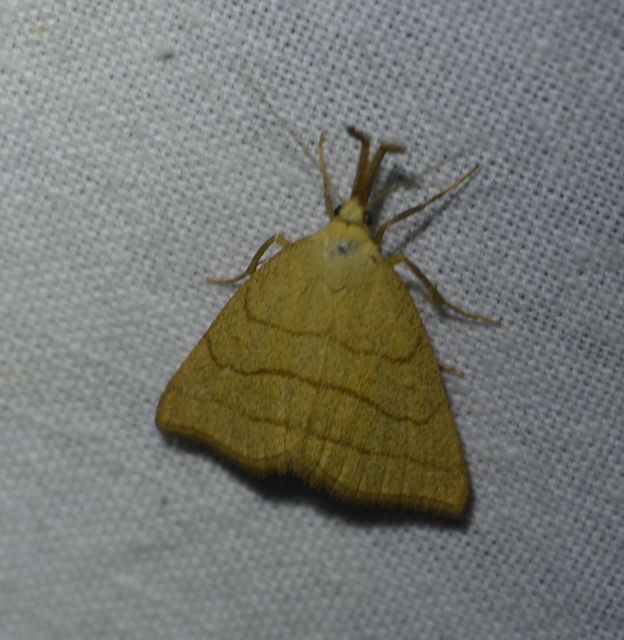 Polypogon tentacularia - sötétaljú karcsúbagoly