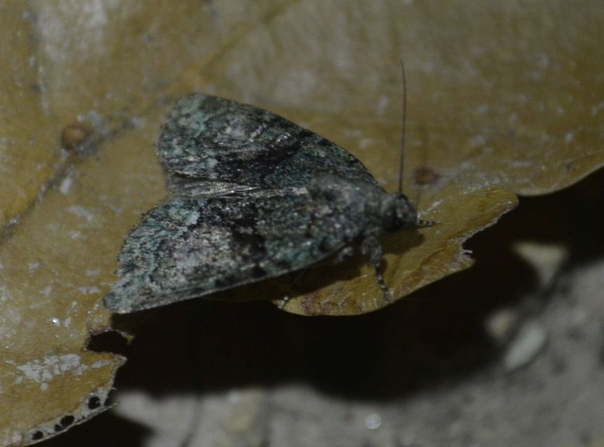 Cryphia algae - sárgászöld zuzmóbagoly
