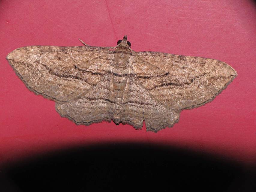 Horisme corticata - barna iszalagaraszoló