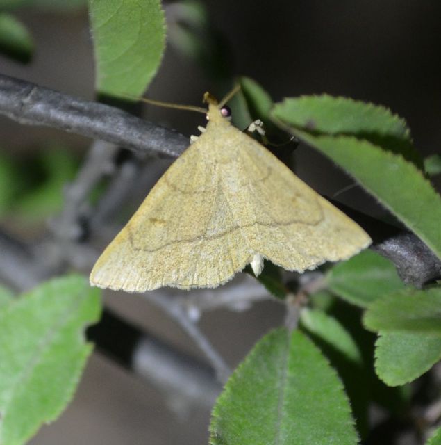 Paracolax tristalis - sárgás karcsúbagoly