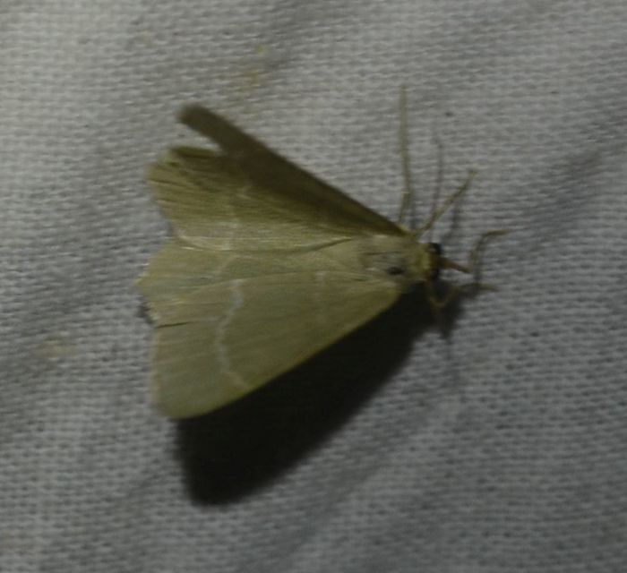 Chlorissa cloraria - sárgászöld araszoló