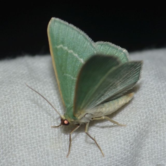 Chlorissa viridata - üdezöld araszoló