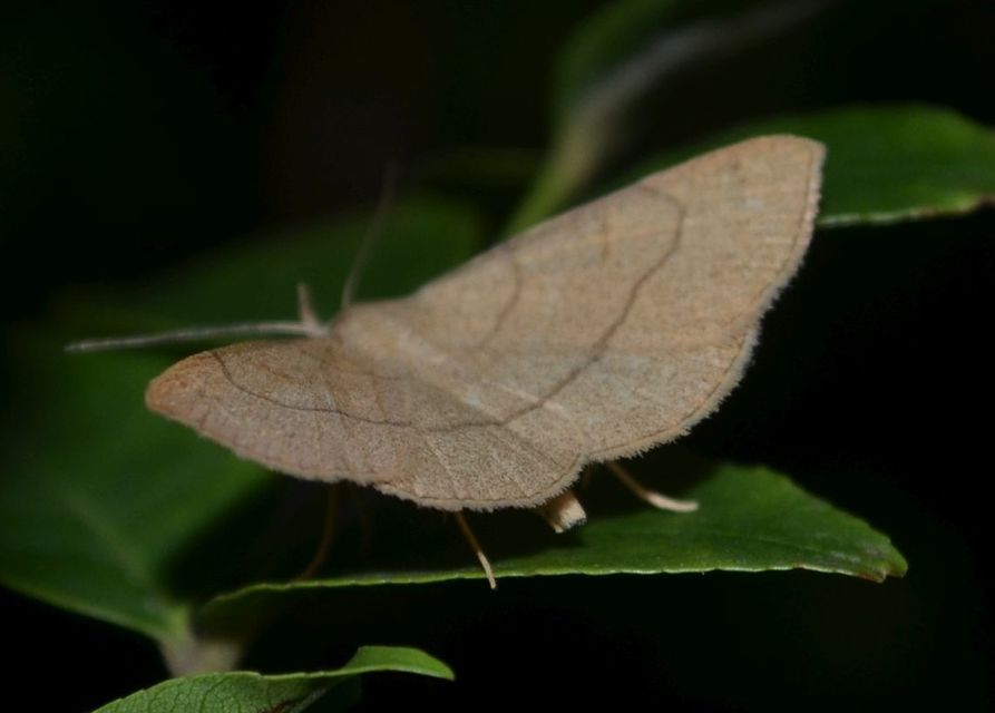 Paracolax tristalis - sárgás karcsúbagoly