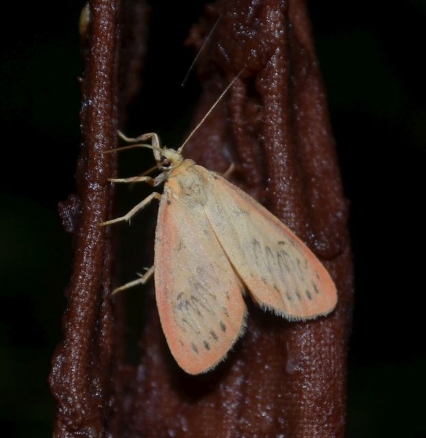 Miltochrista miniata - piros medvelepke