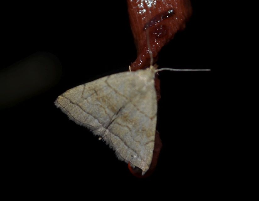 Herminia tarsicrinalis - szőröslábú karcsúbagoly