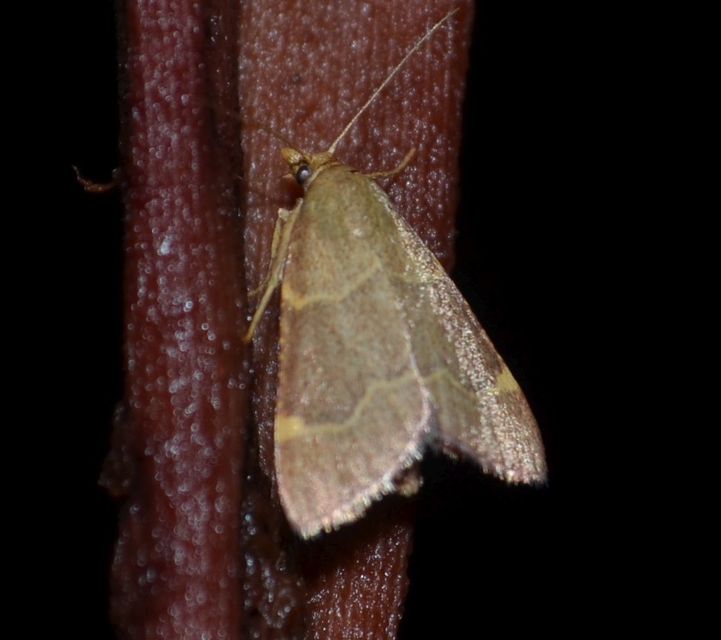 Hypsopygia rubidalis - vörös fényilonca