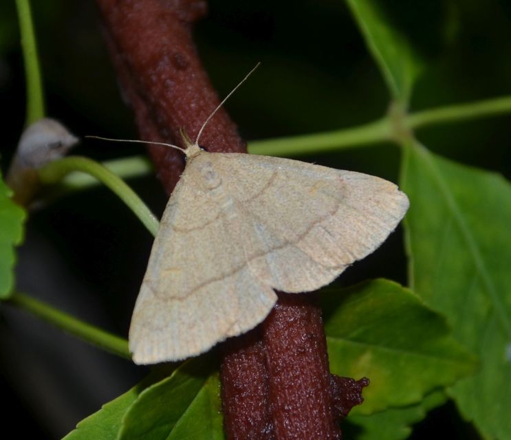 Paracolax tristalis - sárgás karcsúbagoly