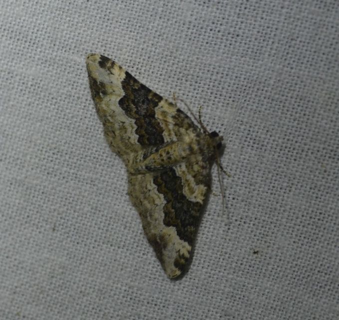 Epirrhoe galiata - sávos galajaraszoló