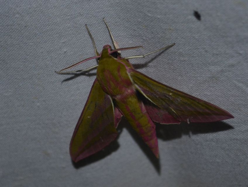 Deilephila elpenor - szőlőszender