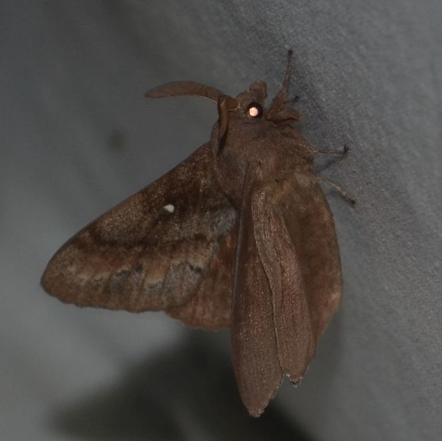 Dendrolimus pini - fenyőpohók