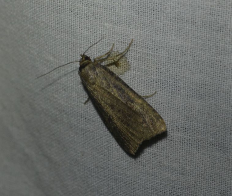 Lygephila procax - fekete csüdfűbagoly