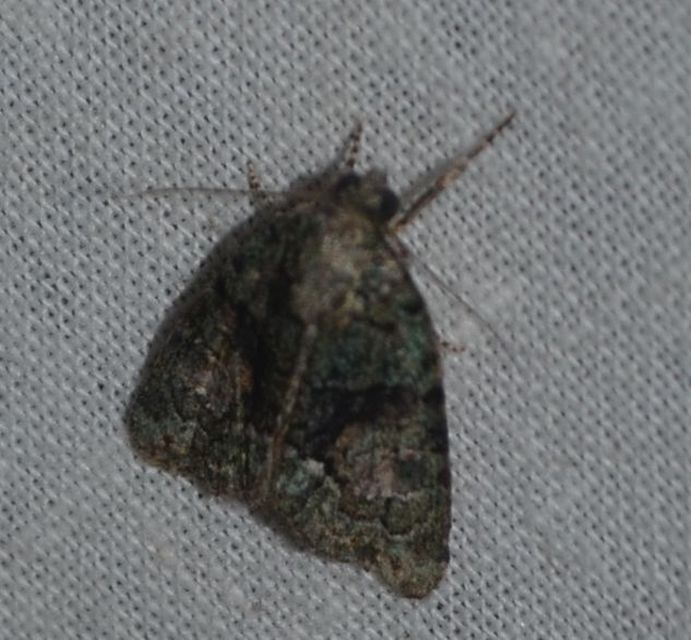 Cryphia algae - sárgászöld zuzmóbagoly