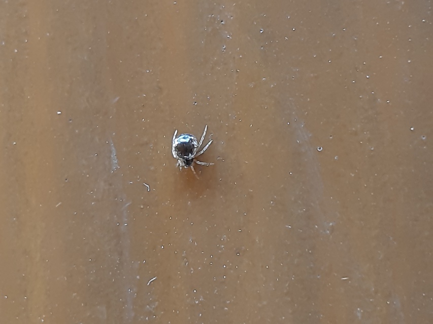 Araneae - Pókok