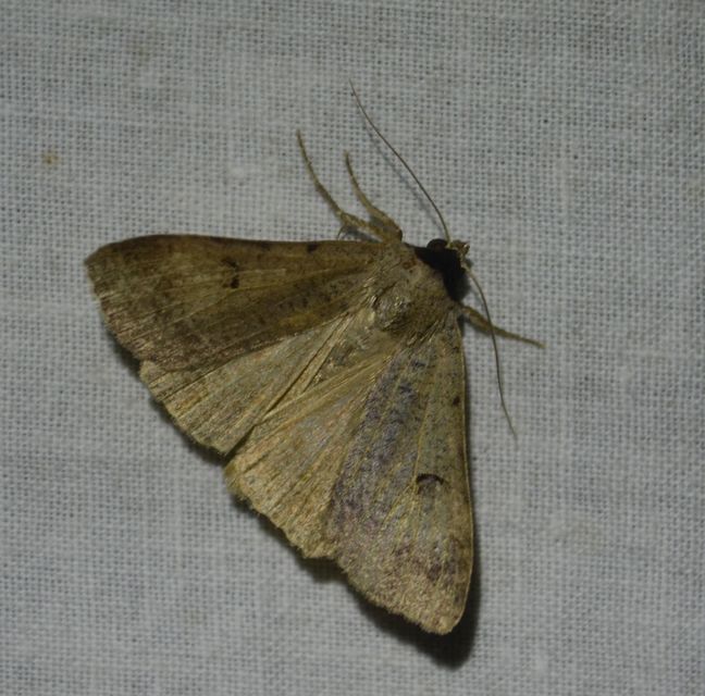 Lygephila craccae - gyakori csüdfűbagoly