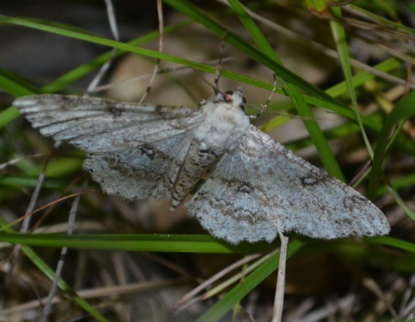 Ascotis selenaria - holdas faaraszoló