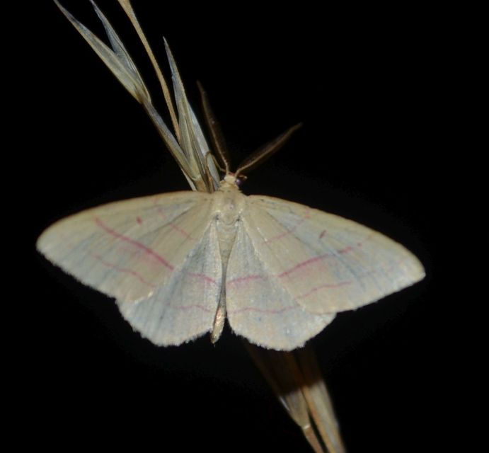 Rhodostrophia vibicaria - pirosszélű araszoló