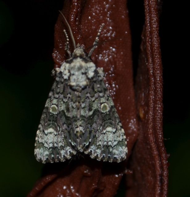 Craniophora ligustri - fagyalbagoly
