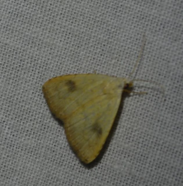 Rivula sericealis - selymes lórombagoly